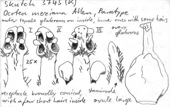 Vorschaubild Ocotea meziana C.K. Allen